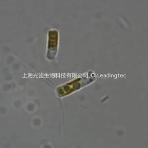 Chaetoceros debilis Cleve-100x