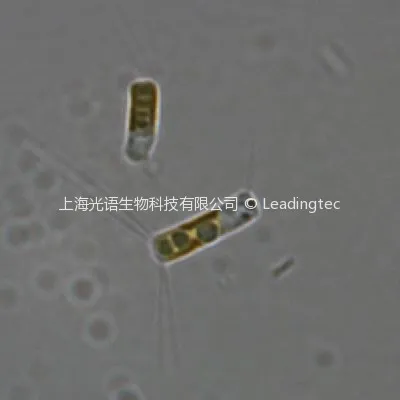 柔弱角毛藻( GY-H30 Chaetoceros debilis Cleve)