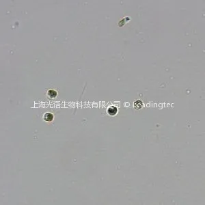 Chaetoceros debilis Cleve-20X