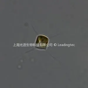 Chaetoceros gracilis-100X-1