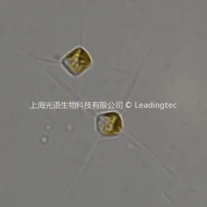 Chaetoceros gracilis-100X