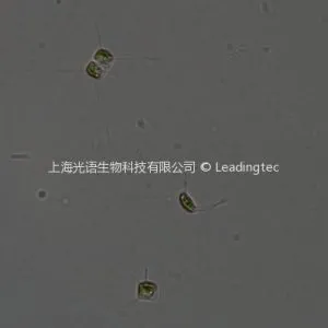 Chaetoceros gracilis-40x