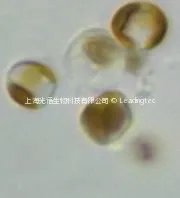 伪矮海链藻 Thalassiosira pseudonana