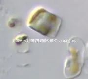 伪矮海链藻 Thalassiosira pseudonana