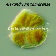 塔玛亚历山大藻(GY-H31 Alexandrium tamarense)