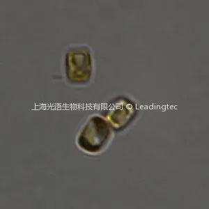 伪矮海链藻 Thalassiosira pseudonana
