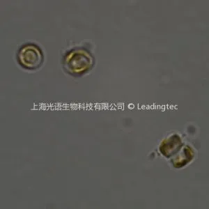 伪矮海链藻 Thalassiosira pseudonana