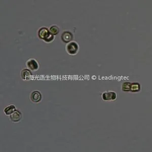 伪矮海链藻 Thalassiosira pseudonana