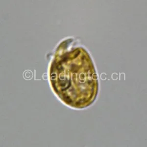 强壮前钩藻 Amphidinium carterae Hulburt