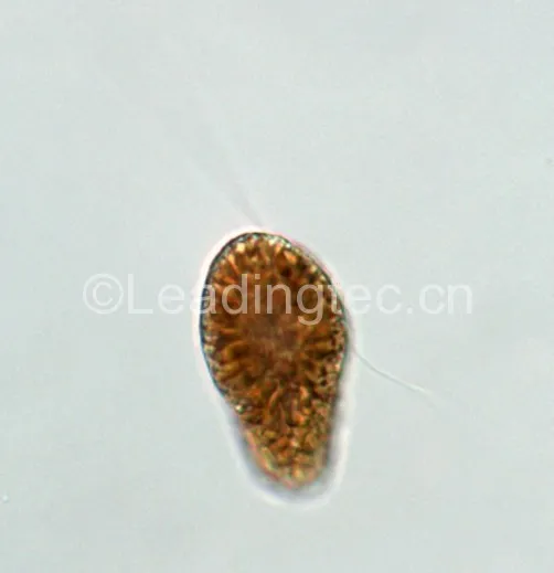 海洋卡盾藻(GY-H34 Chattonella marina)