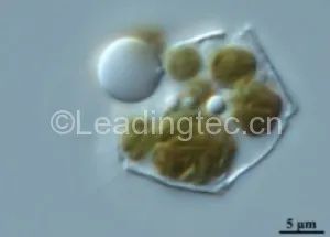 Cyclotella cryptica-1