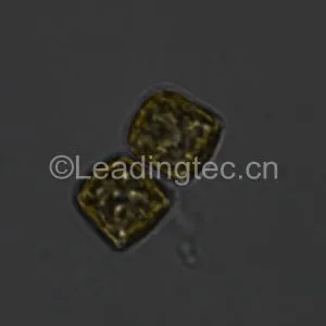 Cyclotella cryptica-100X