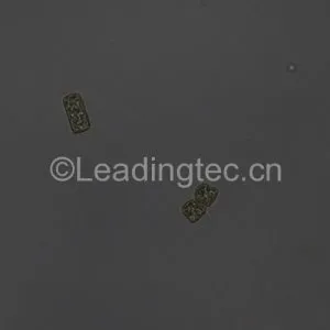 Cyclotella cryptica-20X