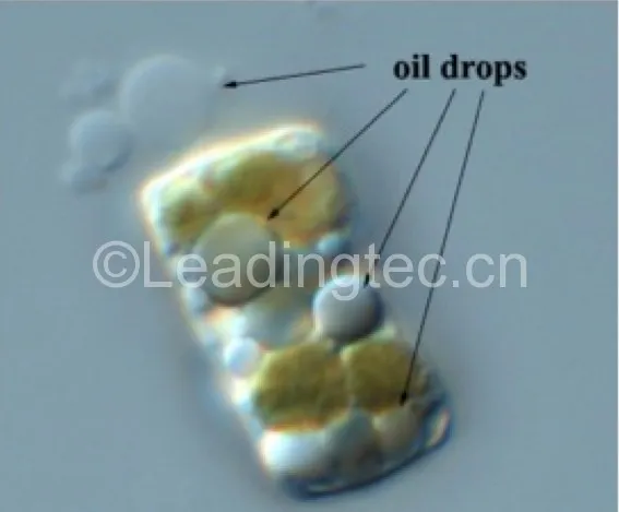隐秘小环藻(GY-H32 Cyclotella cryptica)