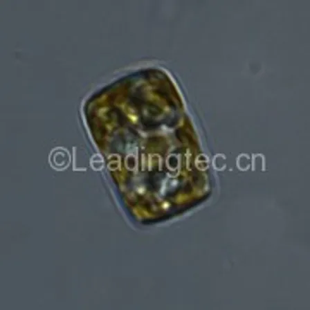 Cyclotella meneghiniana-100X-1