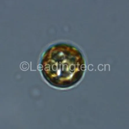 Cyclotella meneghiniana-100X-2