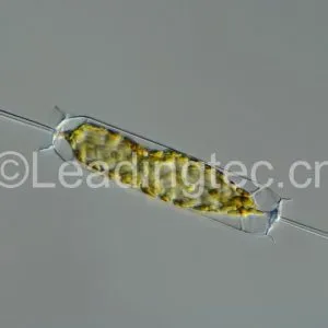 布氏双尾藻(GY-H44 Ditylum brightwelii)