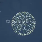 Phaeocystis globsa 2_1