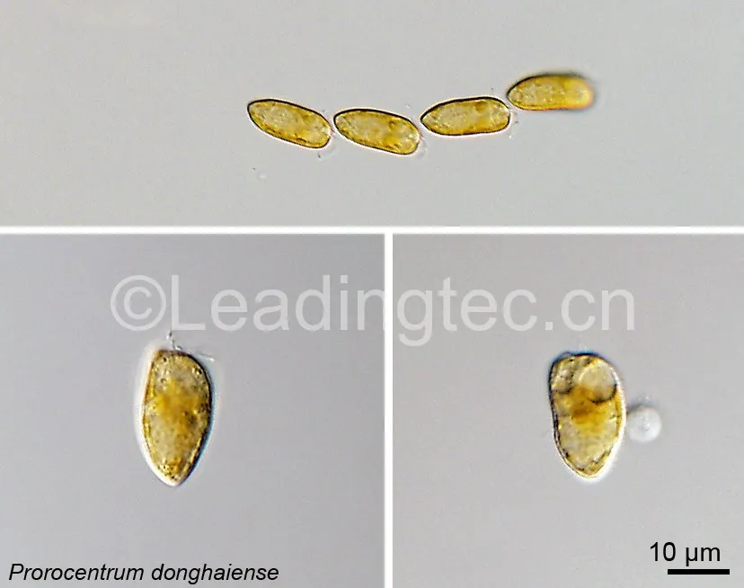 东海原甲藻(GY-H40 Prorocentrum donghaiense)