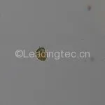 海洋原甲藻 Prorocentrum micans