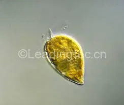 海洋原甲藻(GY-H39 Prorocentrum micans)