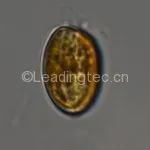 Prorocentrum minimum-100X