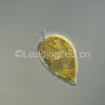 Prorocentrum minimum