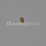 Prorocentrum minimum-20x