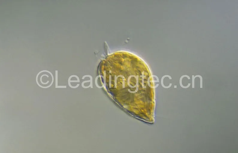 微型原甲藻(GY-H38 Prorocentrum minimum 微小原甲藻)