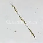 多列拟菱形藻 Pseudo-nitzschia multiseries