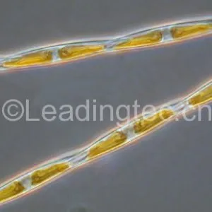 多列拟菱形藻(GY-H43 Pseudo-nitzschia multiseries)