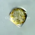 锥状斯克里普藻 Scrippsiella trochoidea