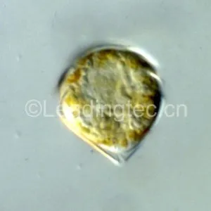 锥状斯克里普藻(GY-H42 Scrippsiella trochoidea)