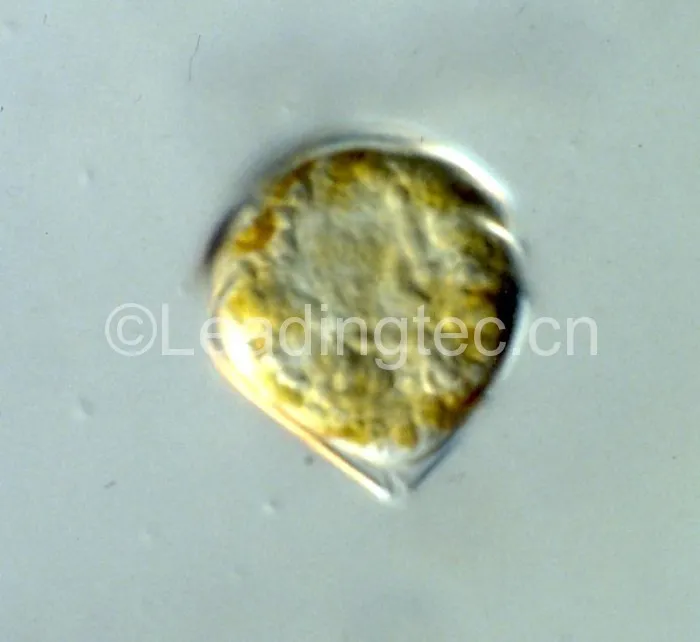 锥状斯克里普藻(GY-H42 Scrippsiella trochoidea)