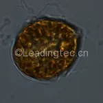 锥状斯克里普藻 Scrippsiella trochoidea
