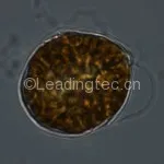 锥状斯克里普藻 Scrippsiella trochoidea