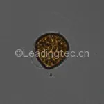 锥状斯克里普藻 Scrippsiella trochoidea
