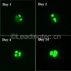 c03fd5535f5714a625c95a