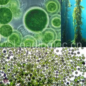 小球藻(Chlorella sp.)水质改良剂