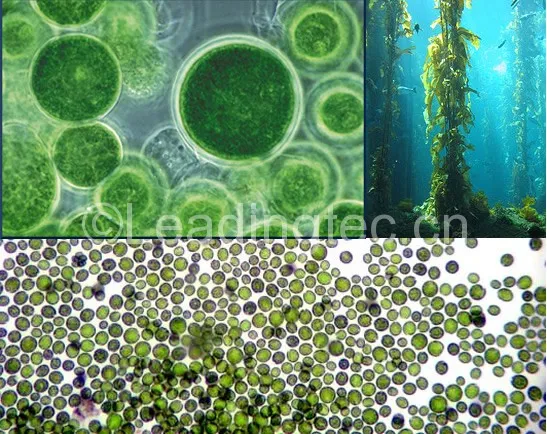 小球藻(Chlorella sp.)水质改良剂