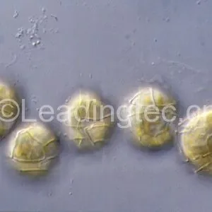 微小亚历山大藻(GY-H46 Alexandrium minutum Halim)