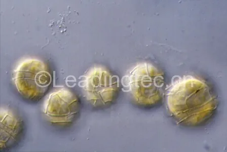 微小亚历山大藻(GY-H46 Alexandrium minutum Halim)