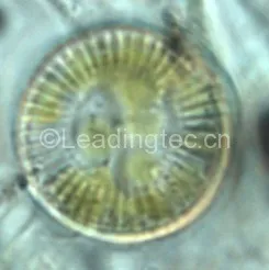 梅尼小环藻(GY-H49 Cyclotella meneghiniana kiits )