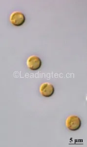 Emiliania huxleyi (Lohm.) Hay et Mohler