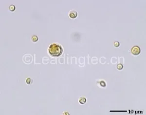 Emiliania huxleyi (Lohm.) Hay et Mohler