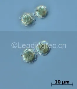 Emiliania huxleyi (Lohm.) Hay et Mohler