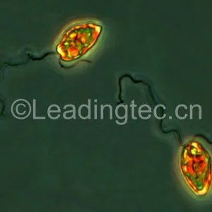 异双鞭裸藻 (GY-H48 Eutreptiella sp.)