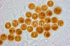 Dinophycae Symbiodinium 虫黄藻