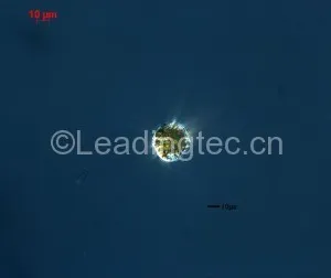 亚历山大藻(GY-H52 Alexandrium sp.)