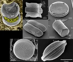 硅藻样品电镜照片